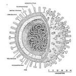 fluvirus
